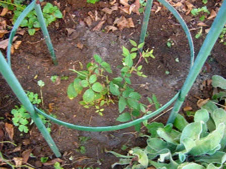 b0026408_1361966.jpg