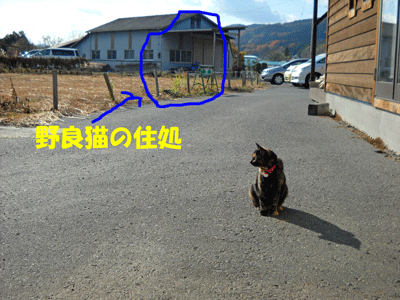 a0135010_19515877.gif