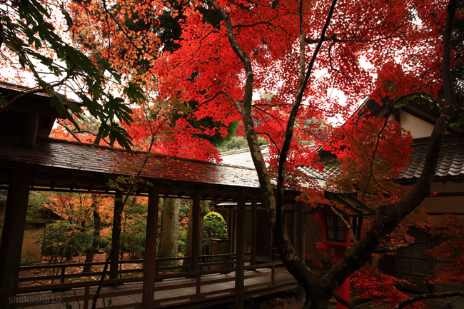 大原野神社_f0181310_22265690.jpg