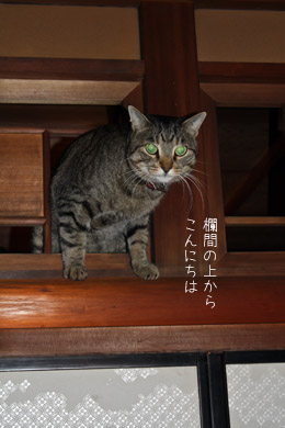 自己主張する猫たち_e0156015_0202067.jpg