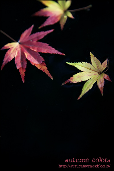 autumn colors_f0100215_2321330.jpg