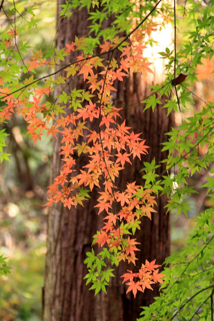 鎌倉　東慶寺の紅葉_d0026817_0573878.jpg