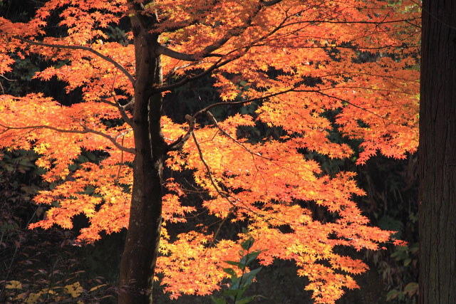 鎌倉　東慶寺の紅葉_d0026817_0575375.jpg