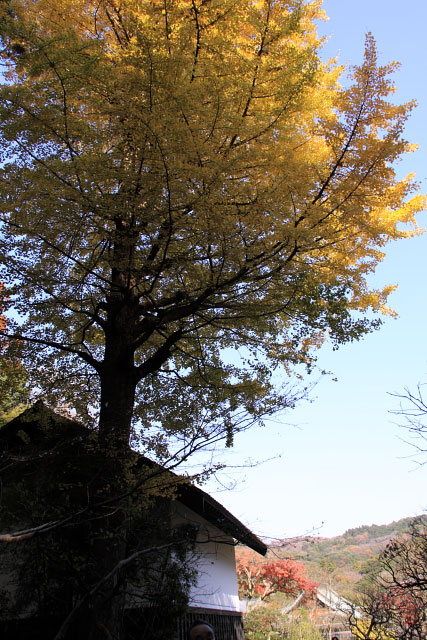 鎌倉　東慶寺の紅葉_d0026817_058654.jpg