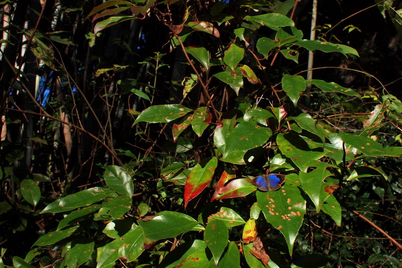 20091206  県南の照葉樹林散歩：ペンEP-1でムラシ撮影_d0090322_22329.jpg