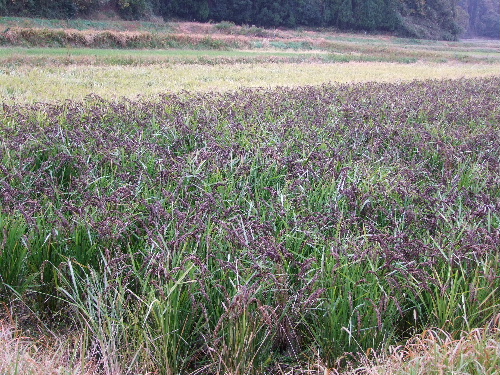 「千葉　おかげさま農場へ産地見学へ」_a0000029_23391351.jpg