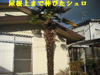 冬季の剪定作業と除草作業_f0031037_19132019.jpg
