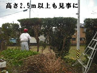 冬季の剪定作業と除草作業_f0031037_1922392.jpg