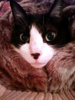 鎌倉キャットシッターあい開業のお祝い猫 空編。_a0143140_199388.jpg