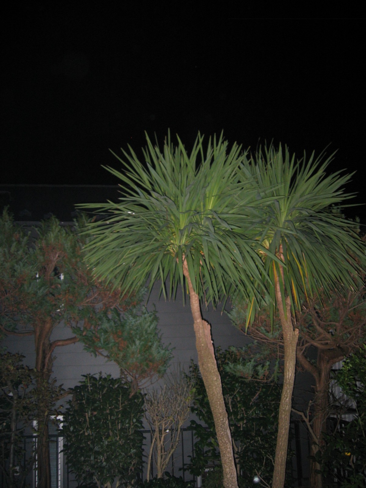 d0075649_8445915.jpg