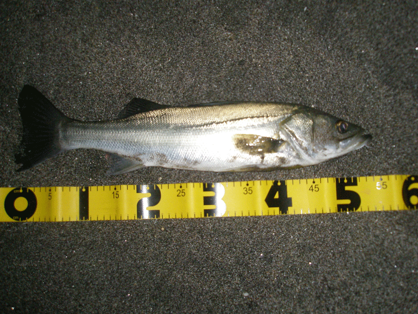 f0150151_152091.gif