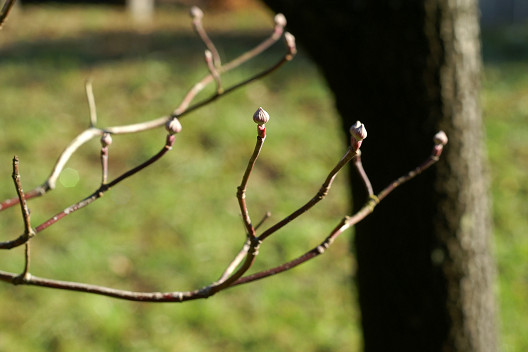 花水木 ハナミズキ の花芽と幹 ハンマー音頭の写真日記