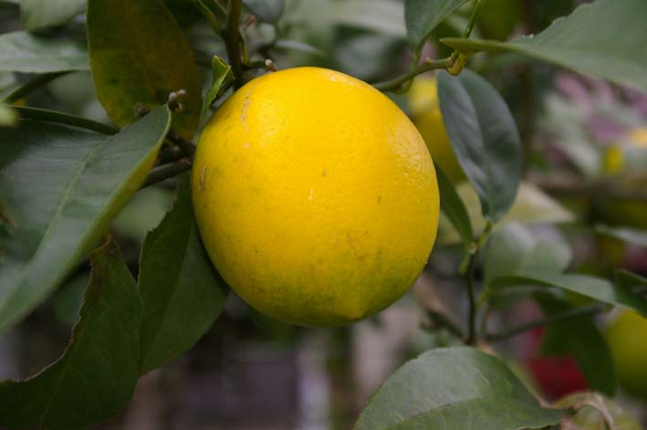 色付く自家栽培レモン―小さな庭からの贈り物―_c0014967_11245719.jpg