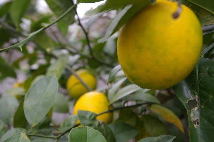 色付く自家栽培レモン―小さな庭からの贈り物―_c0014967_11251541.jpg