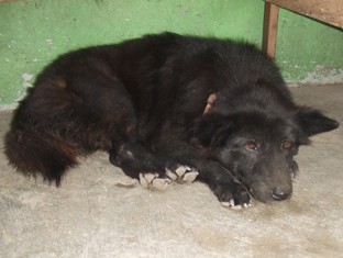 放し飼いの動物達（訂正）_d0083068_20572778.jpg