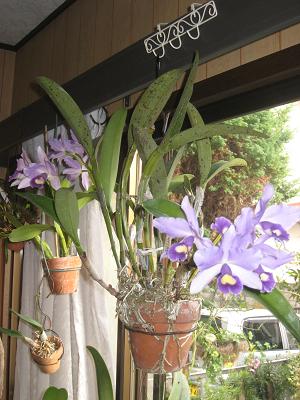 ランの仲間 良子のお庭日記
