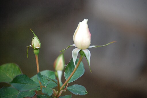 c0097309_9502931.jpg