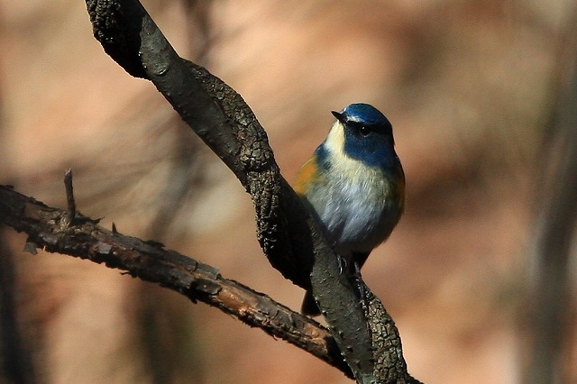 2009　12　09　水場の鳥達　其の2_d0127815_816332.jpg