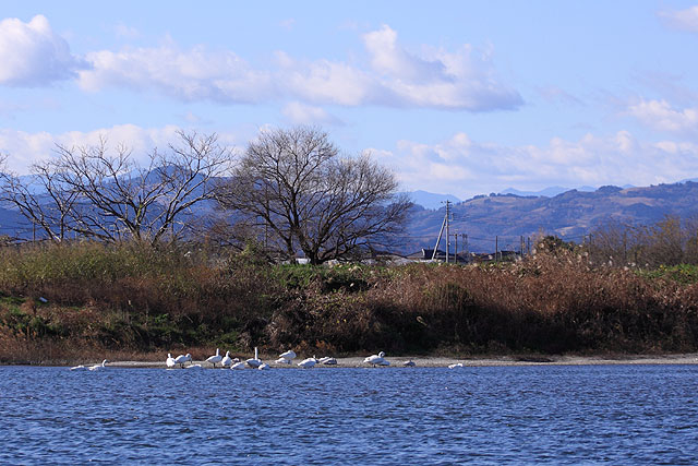 白鳥飛来地_d0026817_34159.jpg