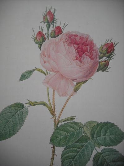 マリー アントワネットの薔薇 ヴェルサイユの花 Fleur De Versailles