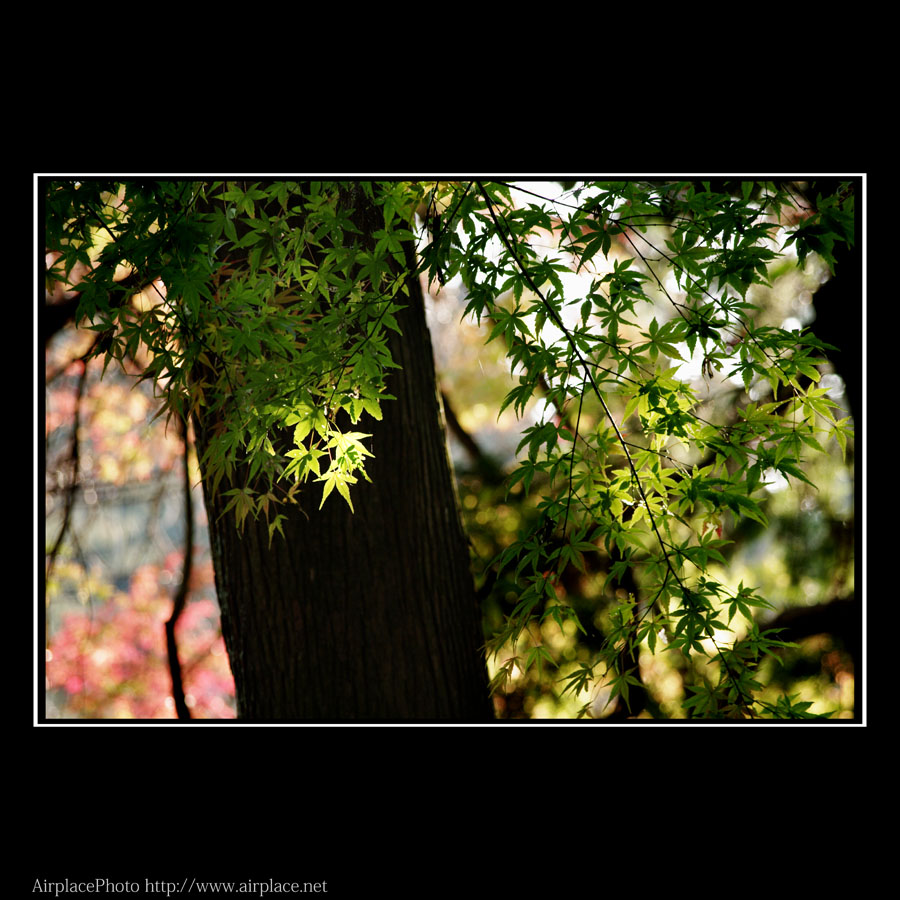 グリーン　～鎌倉・妙本寺～_f0086721_19155842.jpg