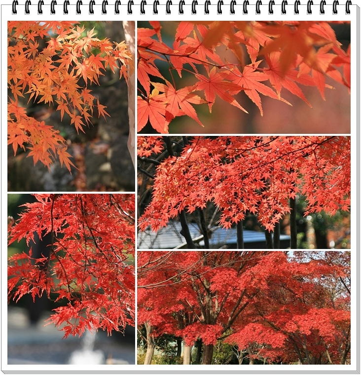 １０月桜と紅葉_e0052135_22579.jpg