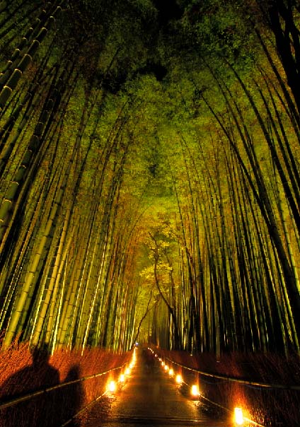 嵯峨野の竹林ライトアップ 哲のphoto Box