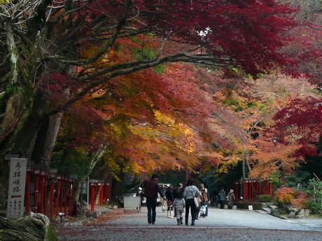 日吉大社の紅葉_c0057946_20102570.jpg