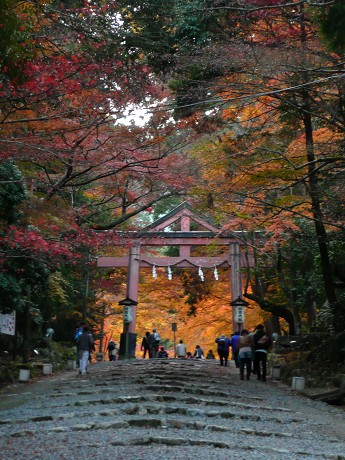 日吉大社の紅葉_c0057946_20123263.jpg