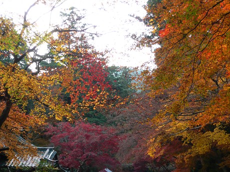 日吉大社の紅葉_c0057946_20132334.jpg