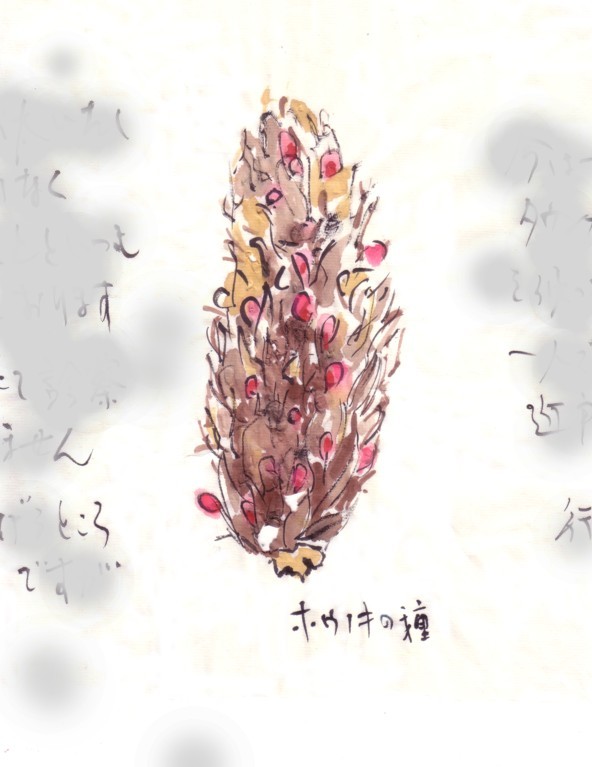 実は種 種から生まれるもの_e0074955_21101237.jpg