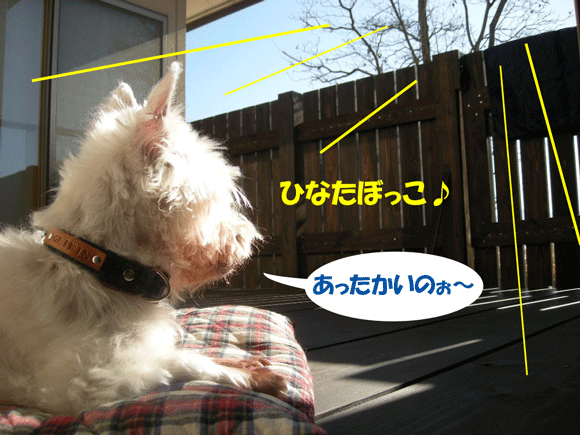 犬それぞれ、、、_e0066883_194368.gif