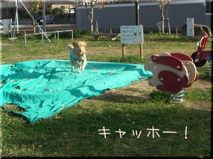 やったぁ～！！公園に行けたよぉ～！！_c0107886_10252662.jpg