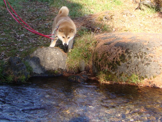 温泉ぽかぽか・ひんやりお蕎麦_a0126590_2185913.jpg