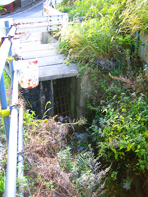 森厳寺川(北沢川下北沢東支流)(4)下流域_c0163001_2342493.jpg