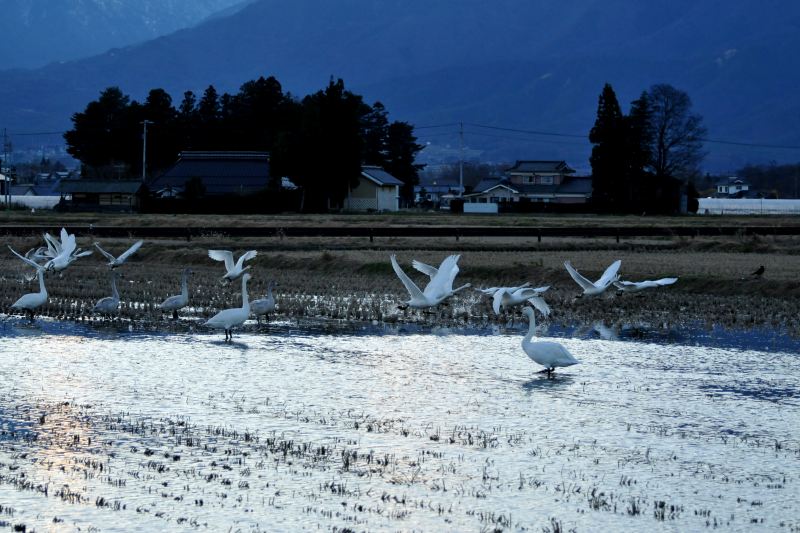 明科に戻る白鳥たち_e0103903_218170.jpg