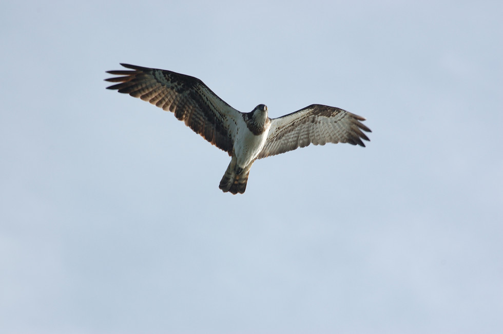 今日の野鳥_d0137406_14161589.jpg