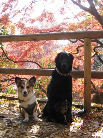 紅葉デート~♪ ①_f0155118_71021.jpg