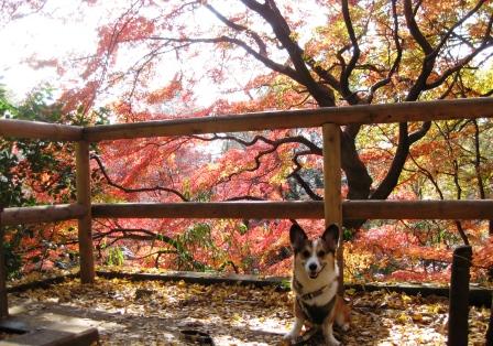 紅葉デート~♪ ①_f0155118_74767.jpg