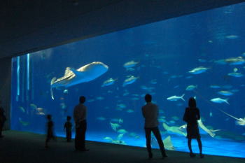 巨大水槽、鹿児島水族館。_b0072219_2134568.jpg
