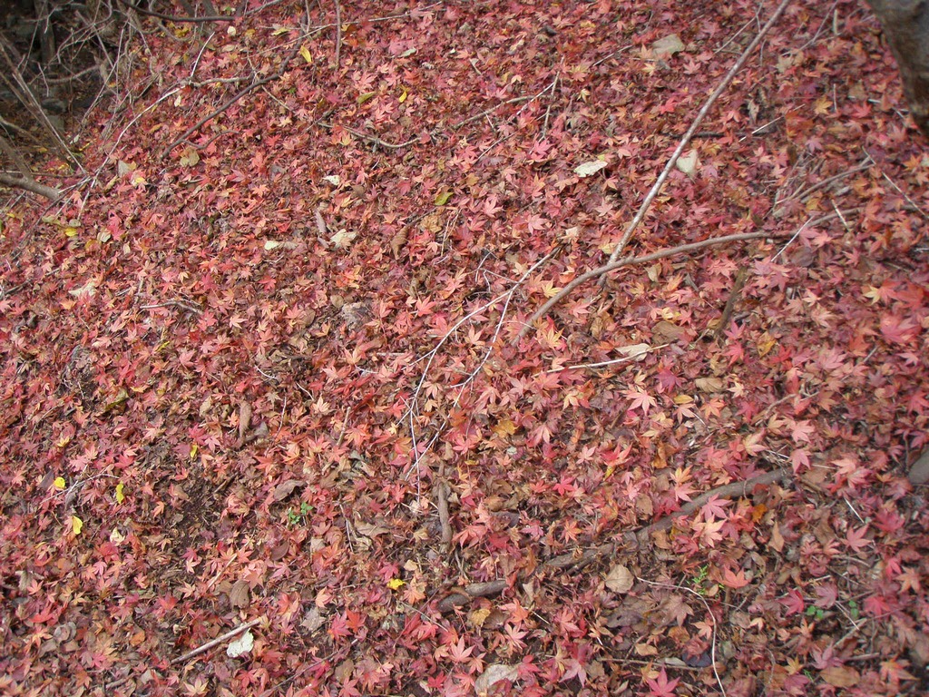 c0007525_2174564.jpg