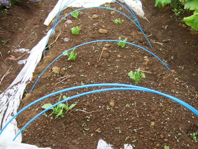巨大ダイコン_b0137932_20122424.jpg