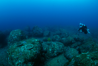 黒島、硫黄島、竹島サンゴ調査!_b0186442_11531349.jpg