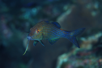 記憶に残らなかった魚達_b0186442_2064071.jpg