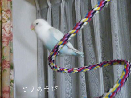 白いことり_e0147757_23474851.jpg