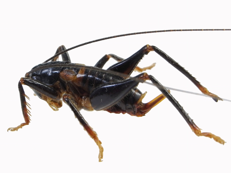 成虫】マキバネコロギス 昆虫標本バッタ キリギリスコロギスリオック直