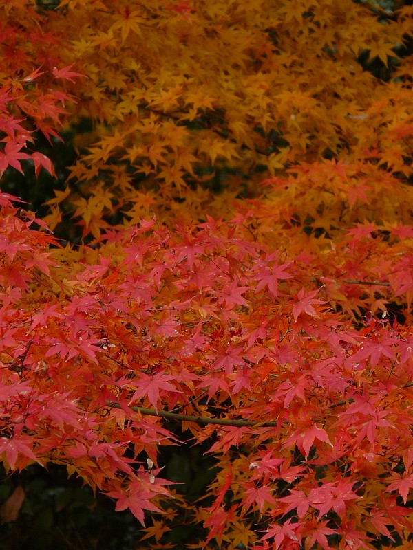 清水寺_e0165473_234959.jpg