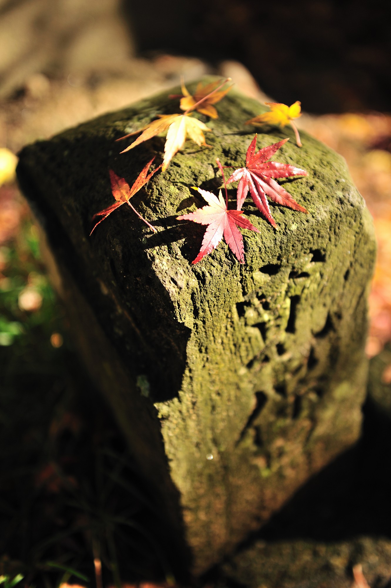 落ちても尚美しい…上行寺の紅葉_e0071178_32579.jpg