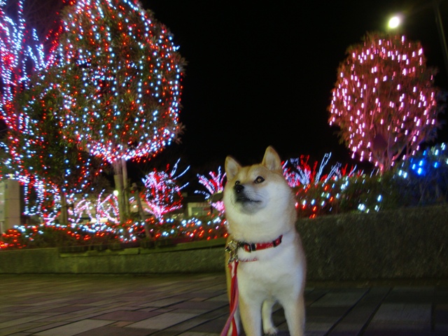 街はクリスマス_a0126590_22124013.jpg
