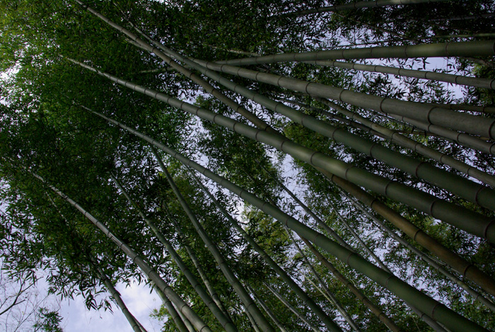 e0079696_8155626.jpg